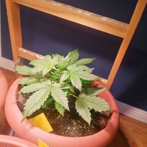 Lemon cherry cookies auto (Fast bus)  growlog timeline photo