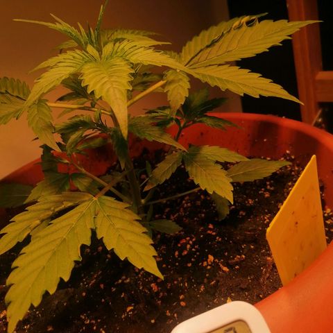 Lemon cherry cookies auto (Fast bus)  growlog timeline photo