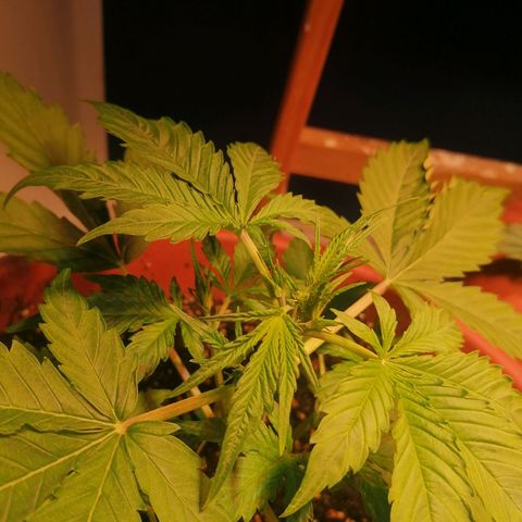 Lemon cherry cookies auto (Fast bus)  growlog timeline photo