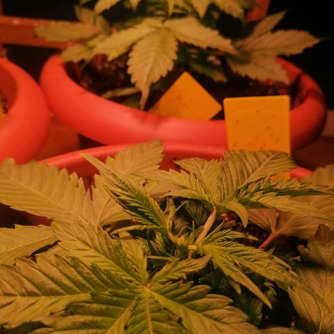 Lemon cherry cookies auto (Fast bus)  growlog timeline photo