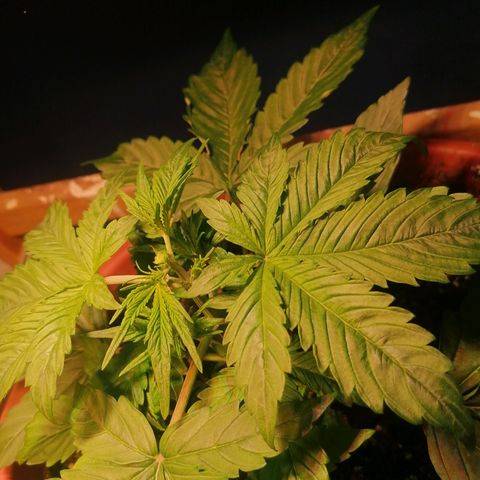 Lemon cherry cookies auto (Fast bus)  growlog timeline photo