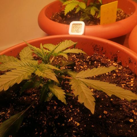 Lemon cherry cookies auto (Fast bus)  growlog timeline photo