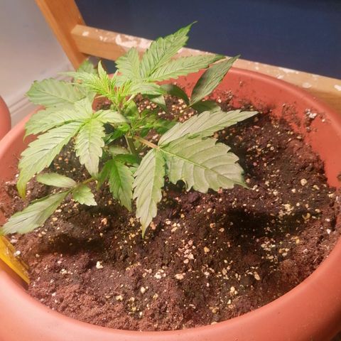 Lemon cherry cookies auto (Fast bus)  growlog timeline photo