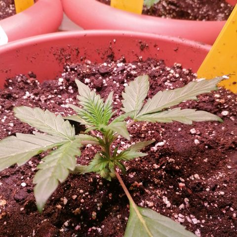 Lemon cherry cookies auto (Fast bus)  growlog timeline photo