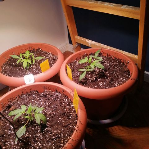 Lemon cherry cookies auto (Fast bus)  growlog timeline photo