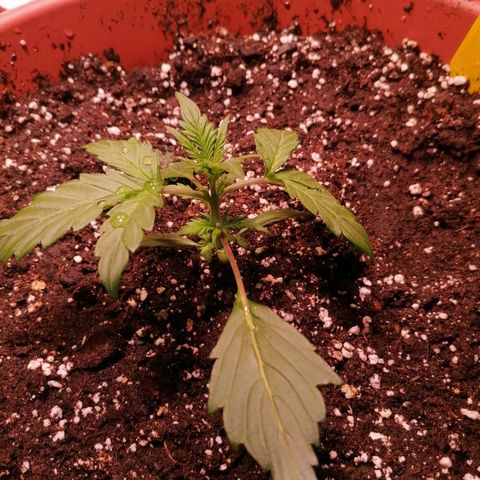 Lemon cherry cookies auto (Fast bus)  growlog timeline photo