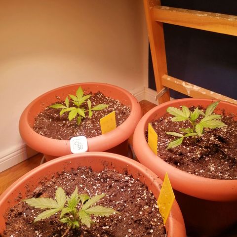 Lemon cherry cookies auto (Fast bus)  growlog timeline photo