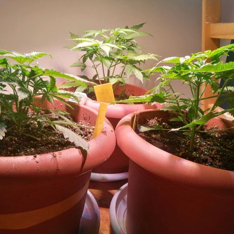 Lemon cherry cookies auto (Fast bus)  growlog photo: Bt1