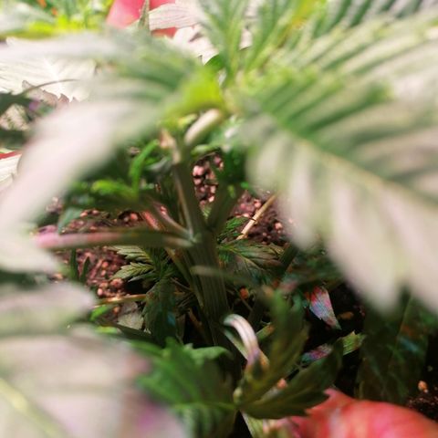Lemon cherry cookies auto (Fast bus)  growlog photo: Bt1