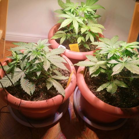 Lemon cherry cookies auto (Fast bus)  growlog photo: Bt1