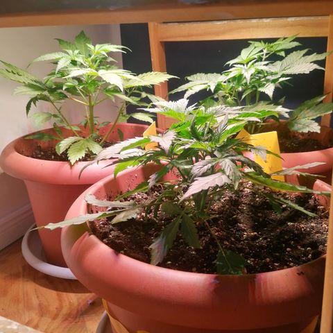 Lemon cherry cookies auto (Fast bus)  growlog photo: Bt1