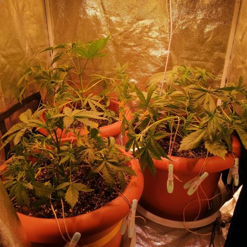Lemon cherry cookies auto (Fast bus)  growlog photo: Abluft ohne Filter. Noch gehts von Geruch her 