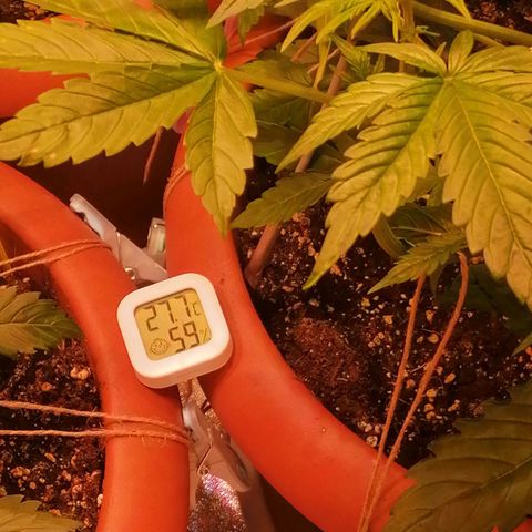 Lemon cherry cookies auto (Fast bus)  growlog photo: Abluft ohne Filter. Noch gehts von Geruch her 