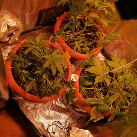 Lemon cherry cookies auto (Fast bus)  growlog photo: Abluft ohne Filter. Noch gehts von Geruch her 