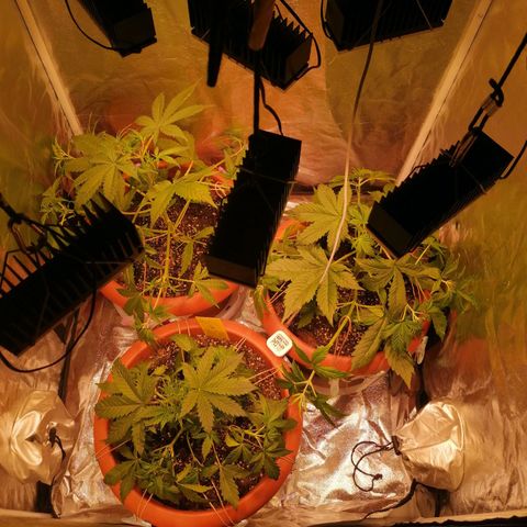Lemon cherry cookies auto (Fast bus)  growlog photo: Abluft ohne Filter. Noch gehts von Geruch her 