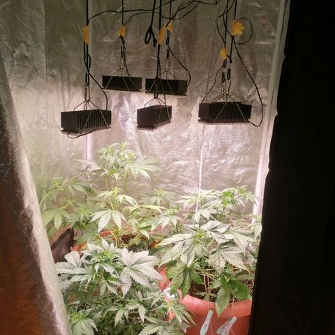 Lemon cherry cookies auto (Fast bus)  growlog photo: Lampen alle zwei tage anpassen und bissi runter binden 