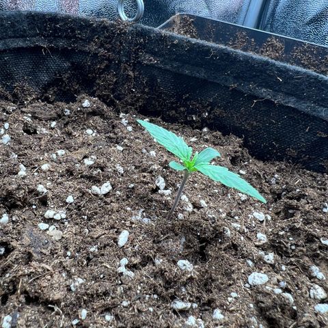 Mimi growlog timeline photo