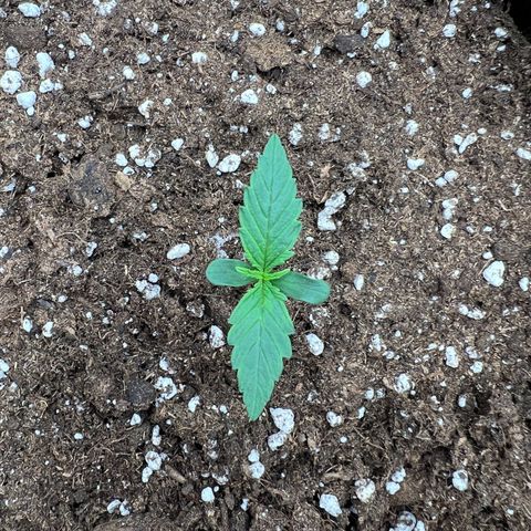 Mimi growlog timeline photo