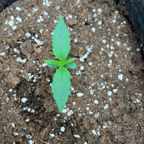 Mimi growlog timeline photo