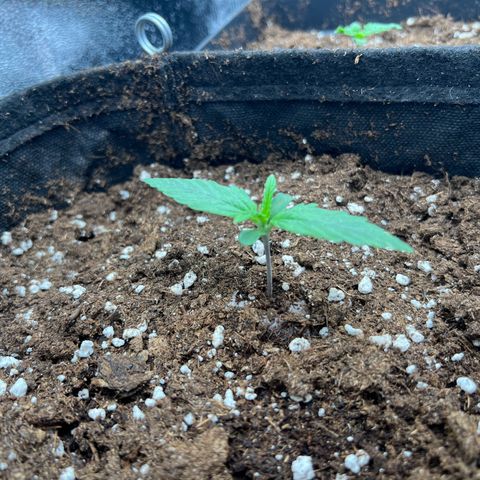 Mimi growlog timeline photo