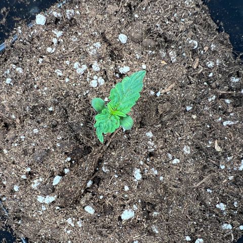 Beryl growlog timeline photo