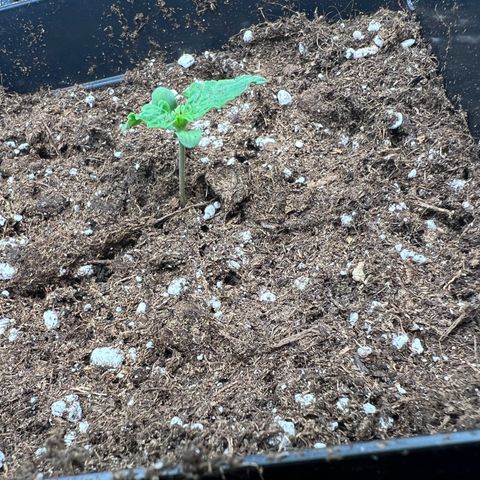 Beryl growlog timeline photo