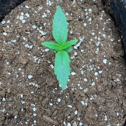 Mimi growlog timeline photo