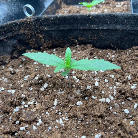 Mimi growlog timeline photo