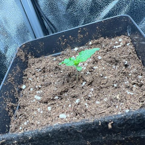 Beryl growlog timeline photo