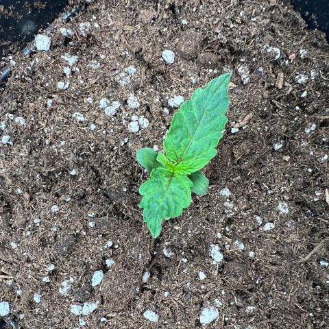 Beryl growlog timeline photo