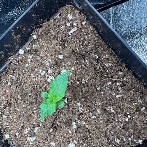 Beryl growlog timeline photo