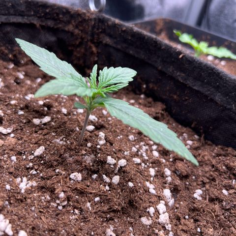 Mimi growlog timeline photo
