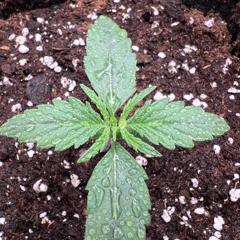 Mimi growlog timeline photo