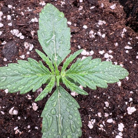 Mimi growlog timeline photo