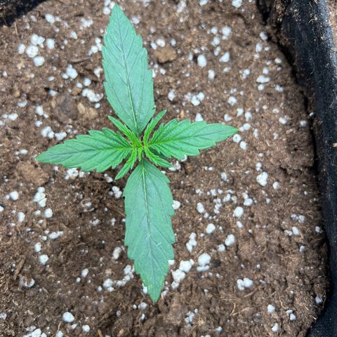 Mimi growlog timeline photo