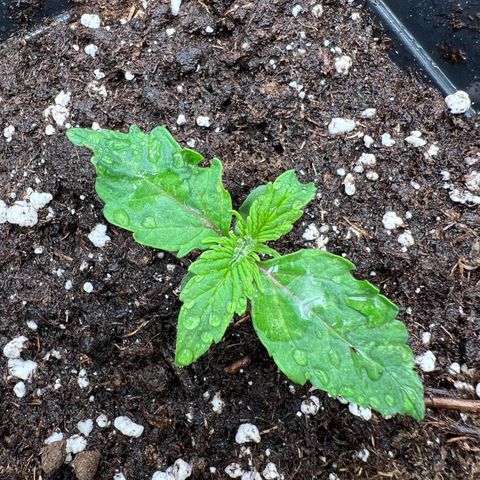 Beryl growlog timeline photo