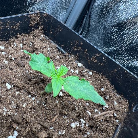 Beryl growlog timeline photo