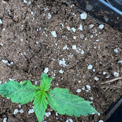 Beryl growlog timeline photo