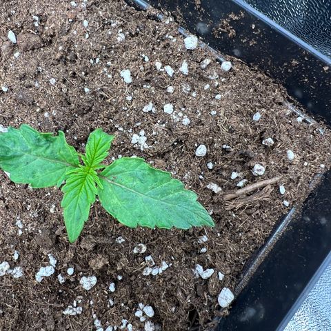 Beryl growlog timeline photo