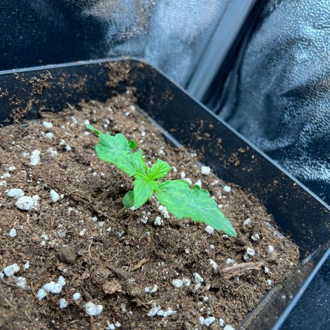 Beryl growlog timeline photo