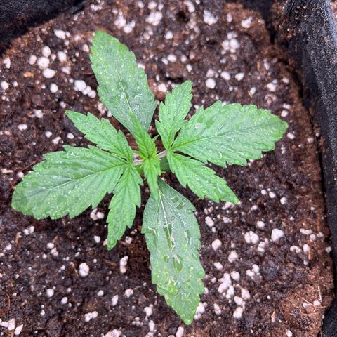 Mimi growlog timeline photo