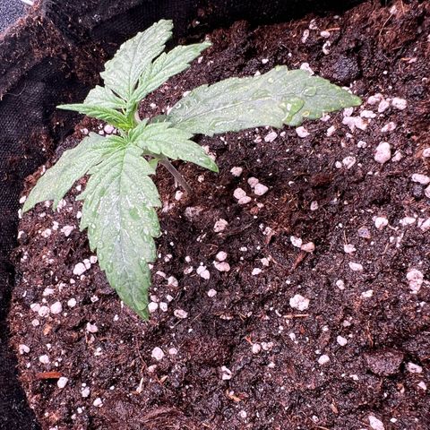 Mimi growlog timeline photo