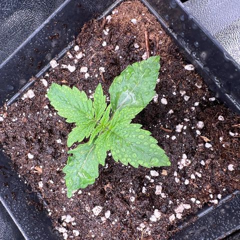 Beryl growlog timeline photo