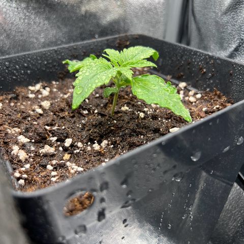 Beryl growlog timeline photo