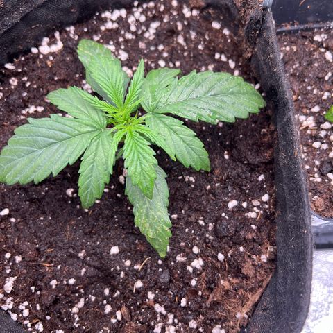 Mimi growlog timeline photo