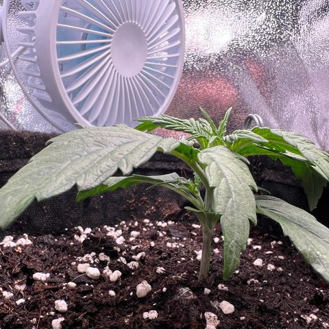Mimi growlog timeline photo