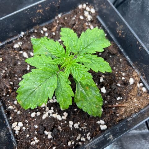 Beryl growlog timeline photo