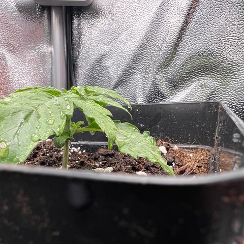 Beryl growlog timeline photo
