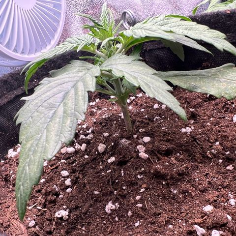 Mimi growlog timeline photo