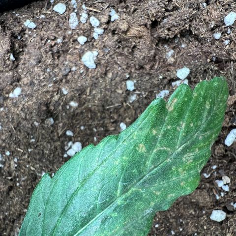 Mimi growlog timeline photo